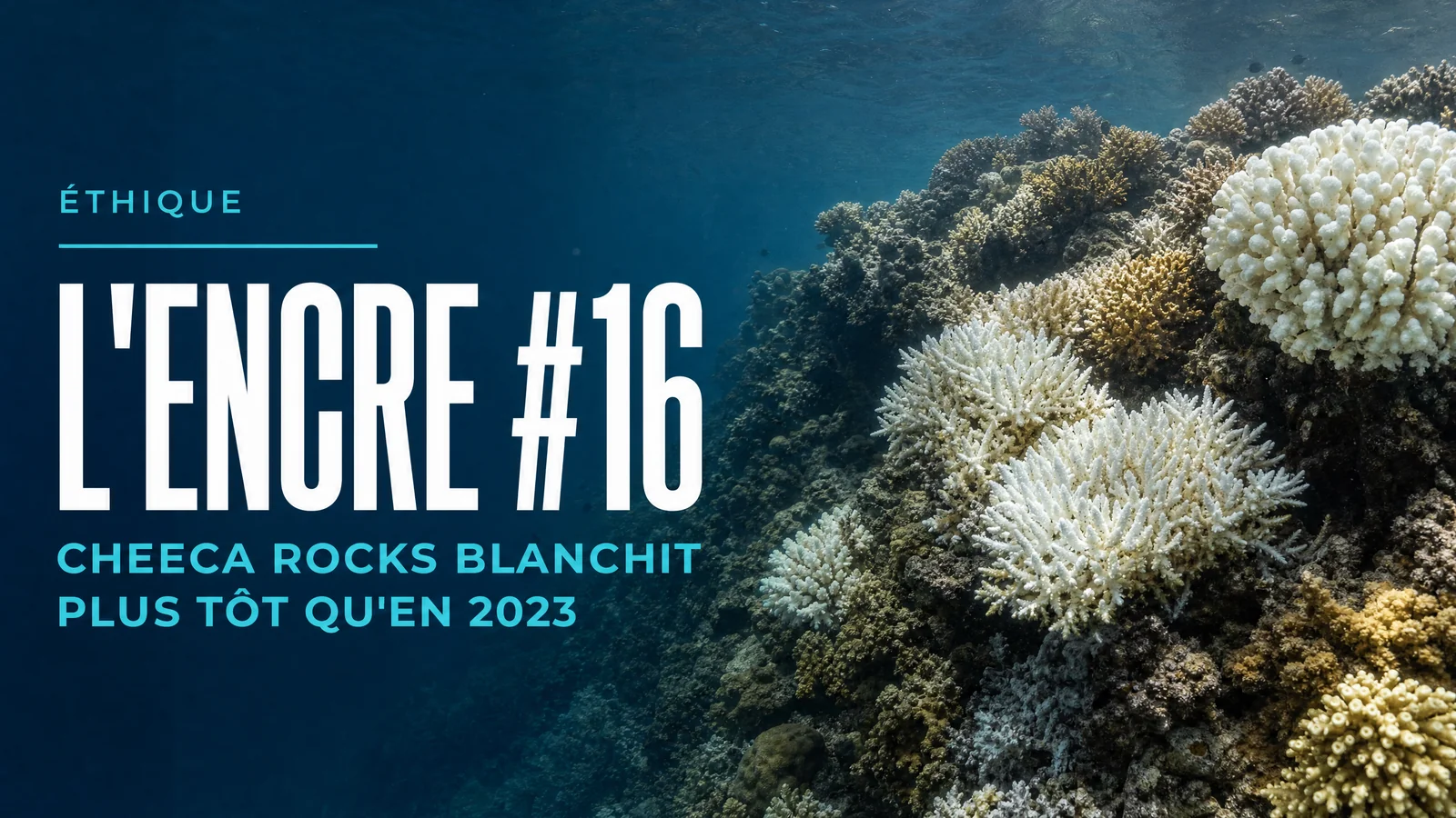 L'Encre #16 - Cheeca Rocks blanchit plus tôt qu'en 2023