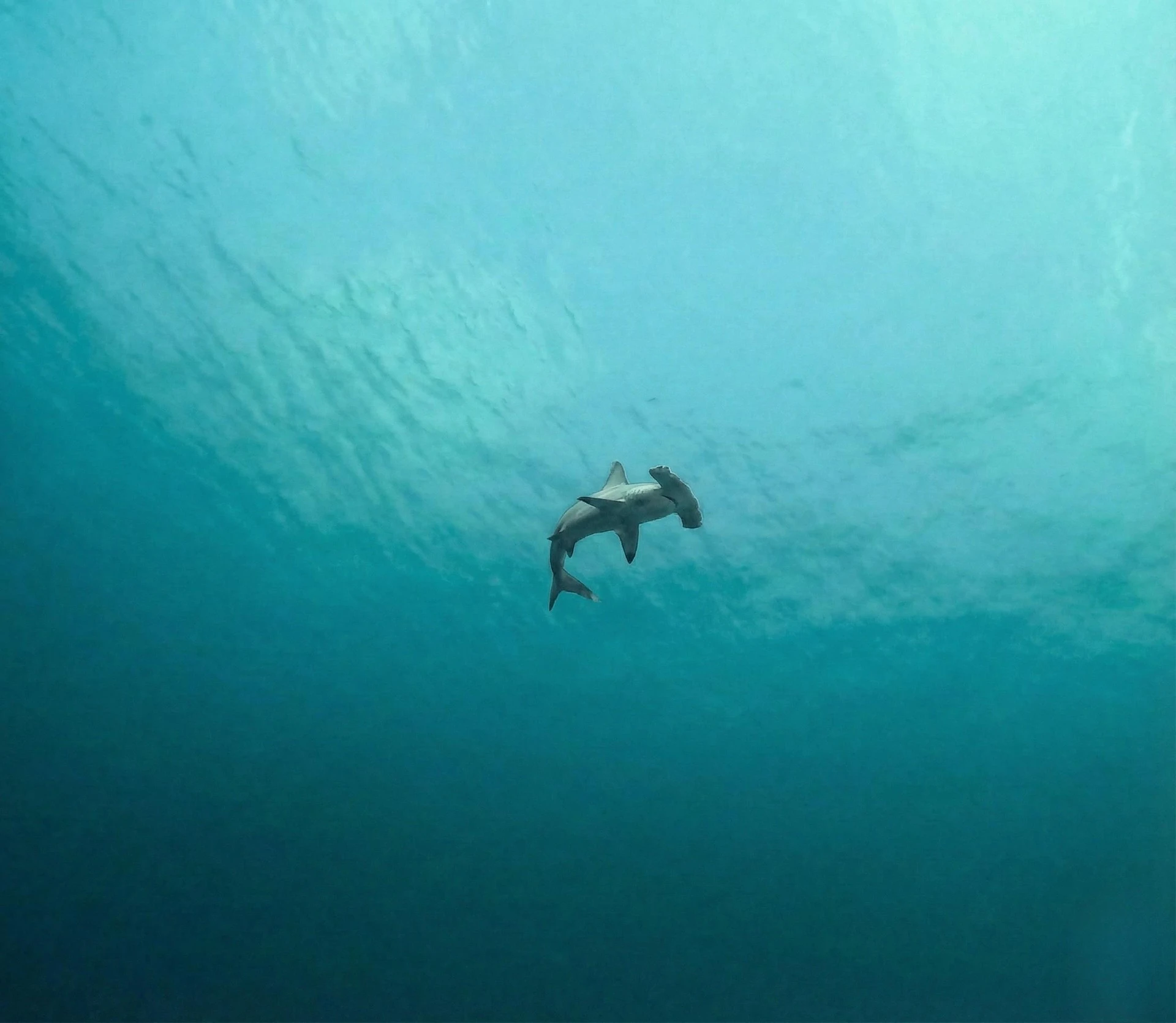 Requin Marteau Halicorne — formation photo sous-marine AquaExposure