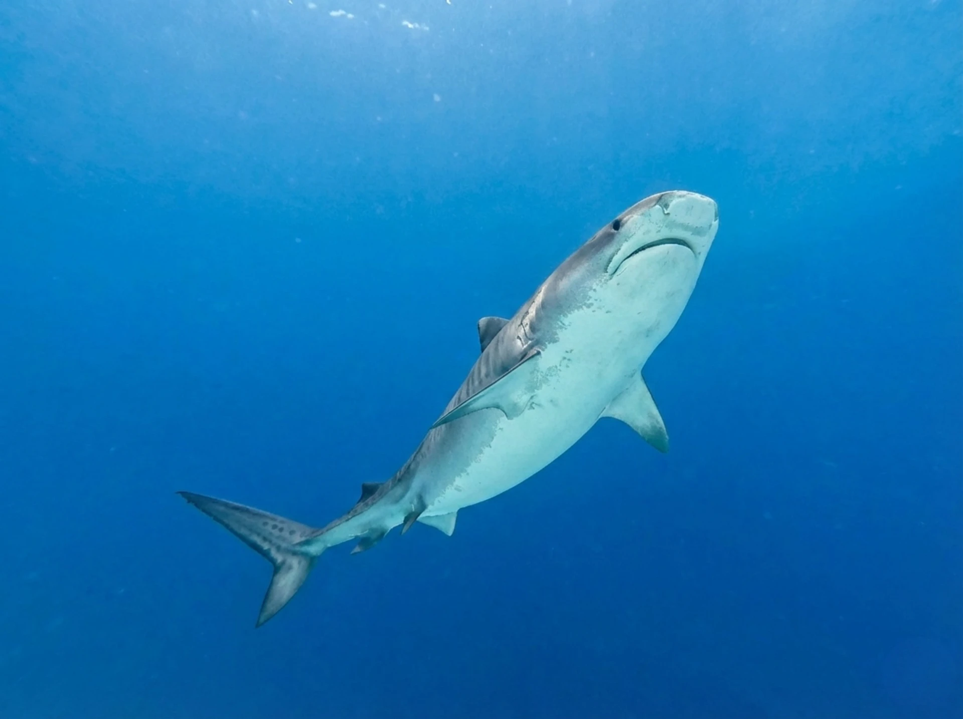 Requin tigre — formation photo sous-marine AquaExposure