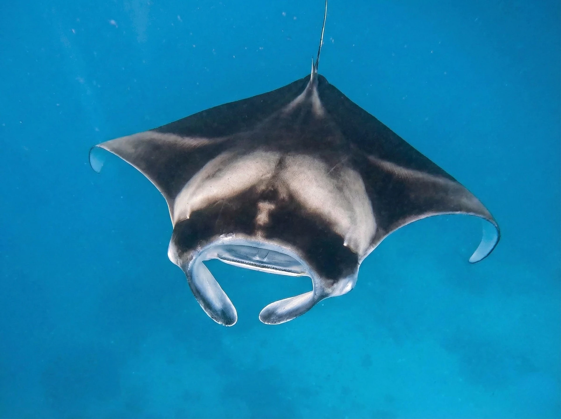 Raie Manta — formation photo sous-marine AquaExposure