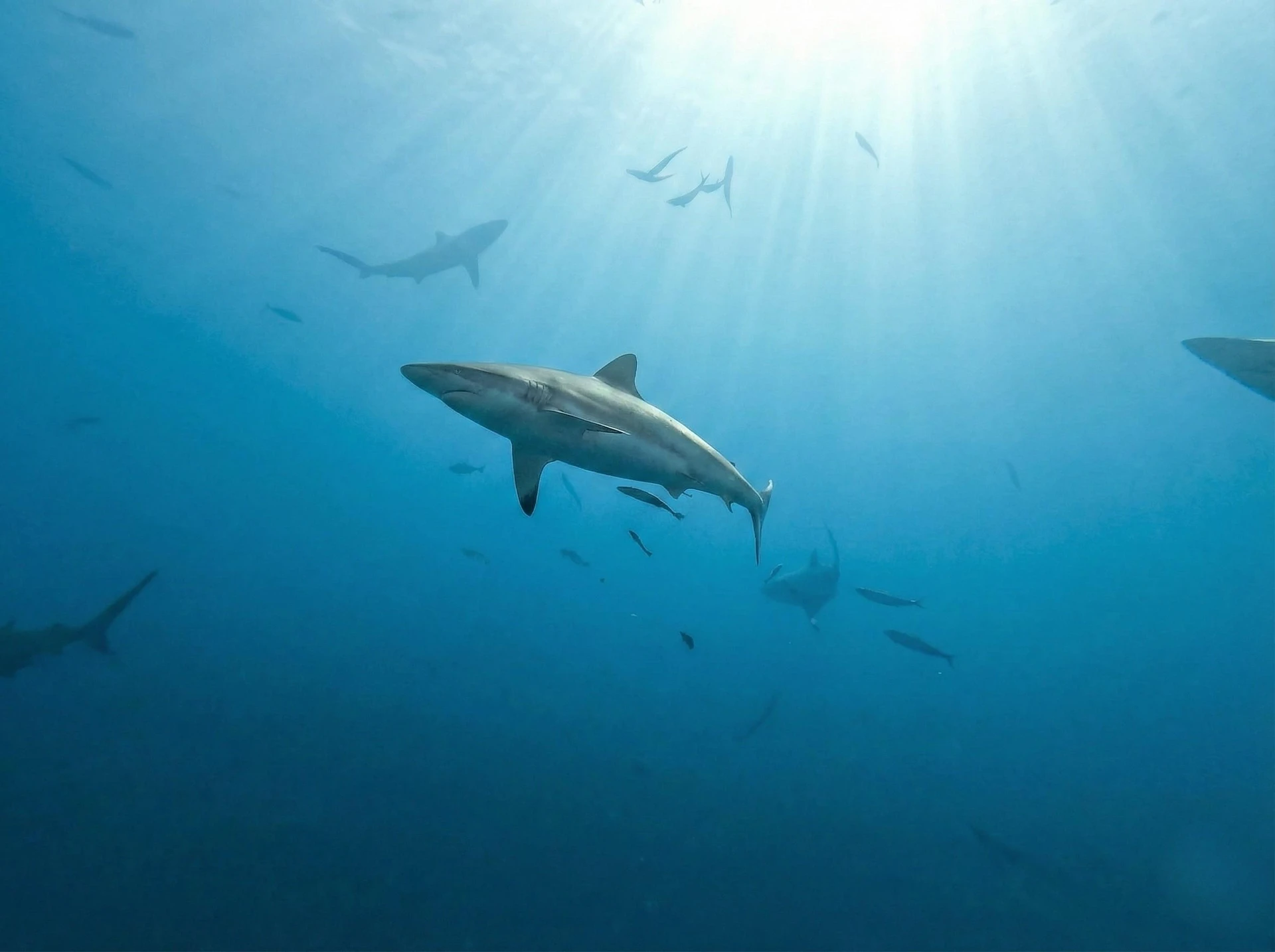 Requin Tisserand — formation photo sous-marine AquaExposure