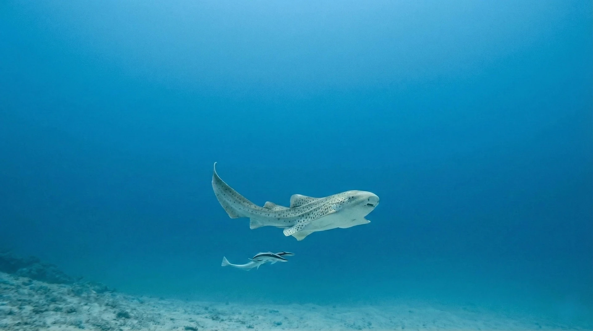 Requin Léopard — formation photo sous-marine AquaExposure