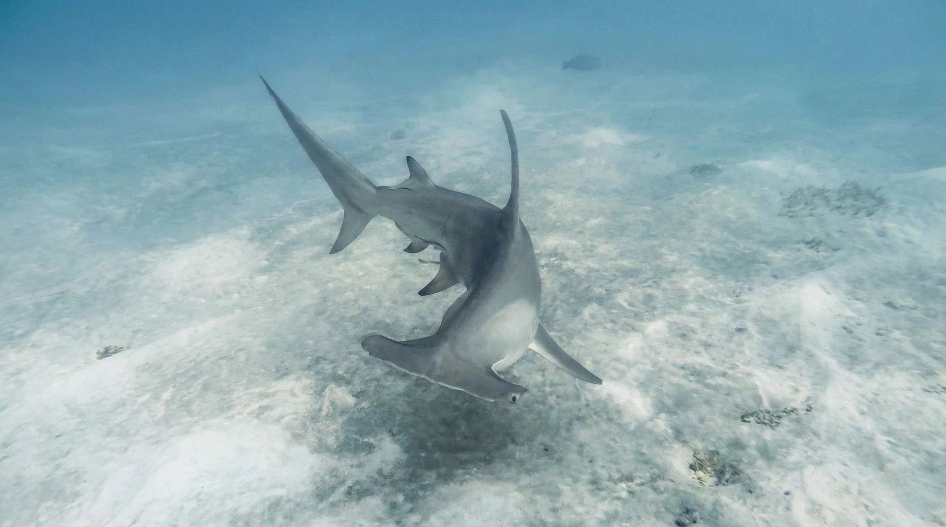Requin Marteau Mokaran — formation photo sous-marine AquaExposure