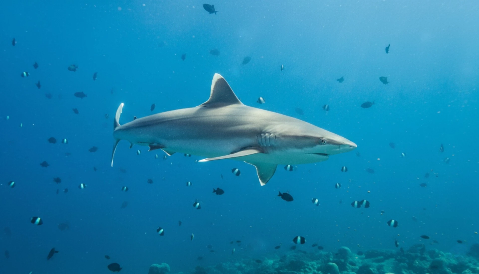 Requin Albimarginatus (silvertip) — formation photo sous-marine AquaExposure