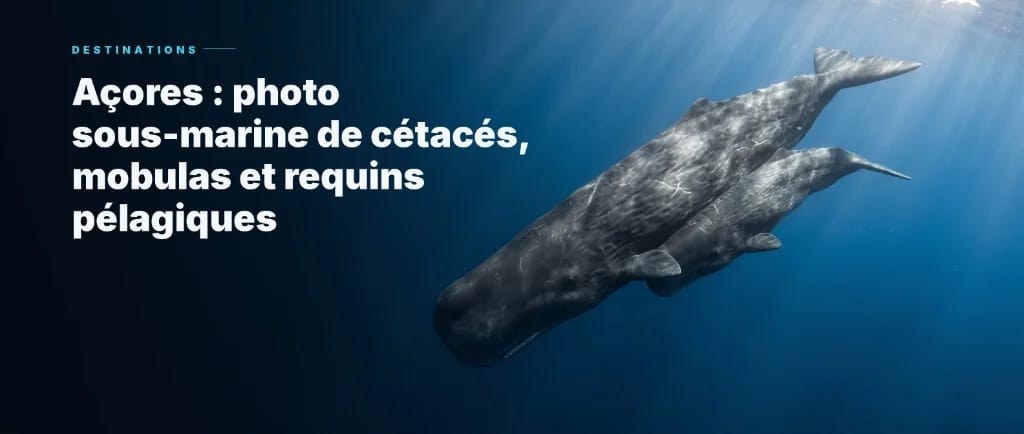 Azoren: Onderwaterfotografie van Walvisachtigen, Mobula's en Pelagische Haaien