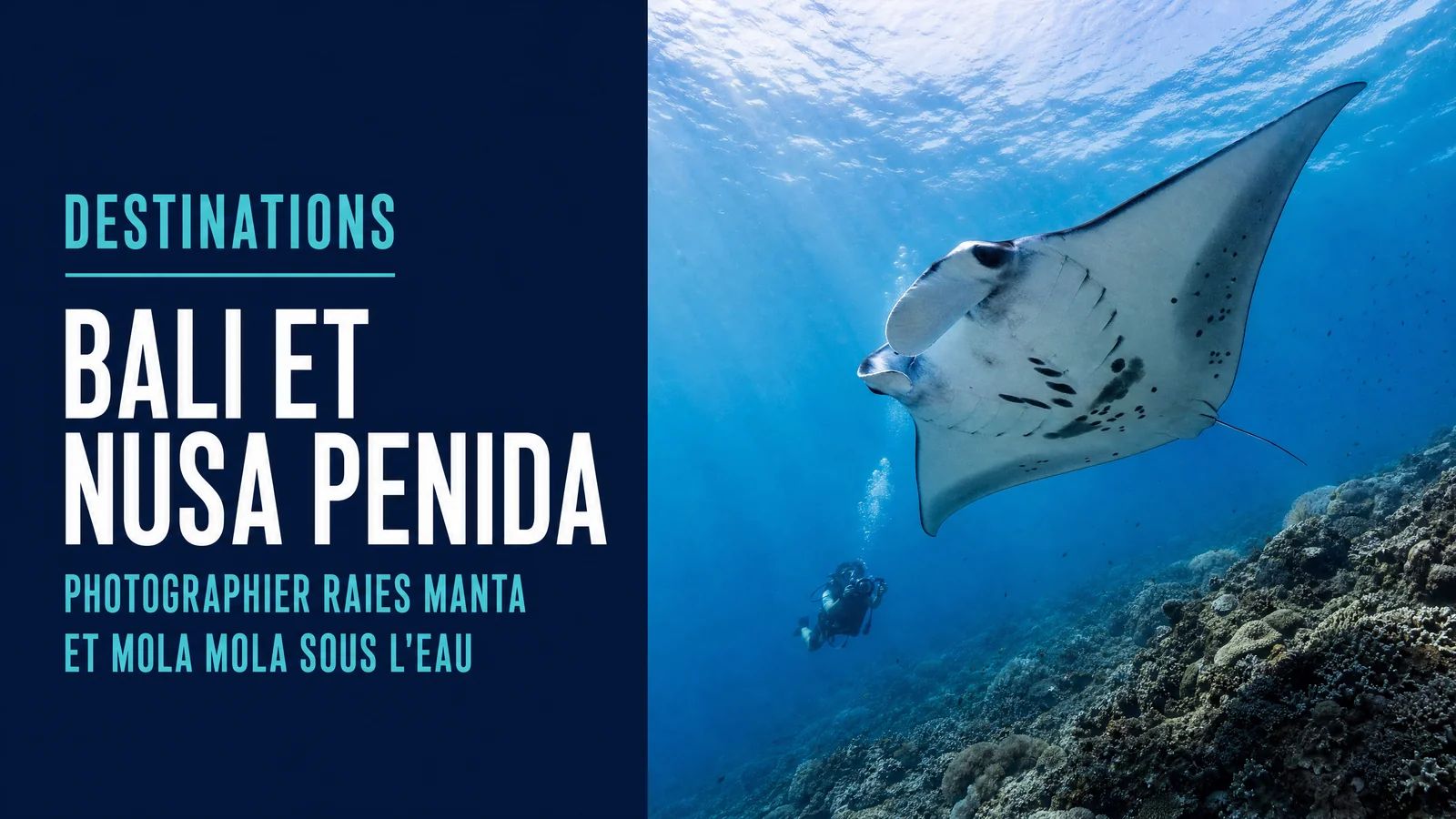 Bali and Nusa Penida: Photographing Manta Rays and Mola Mola Underwater