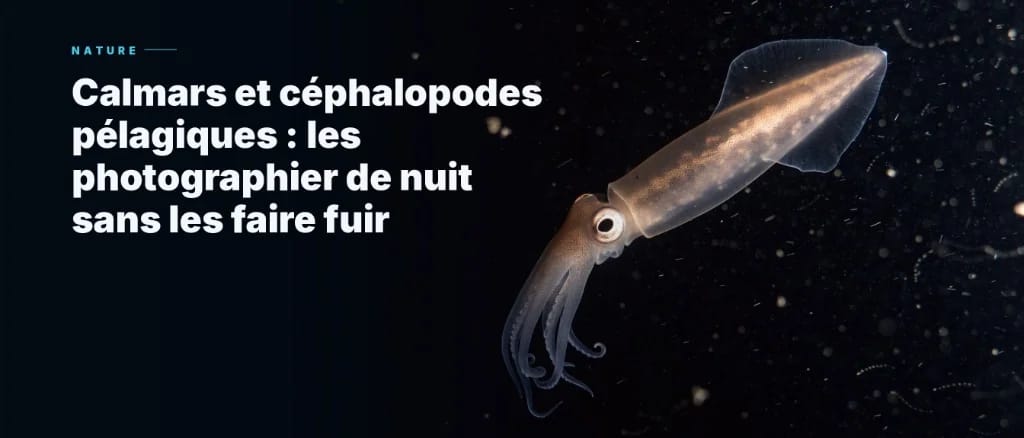 Squid and other pelagic cephalopods- How to photograph them at night without scaring them away.