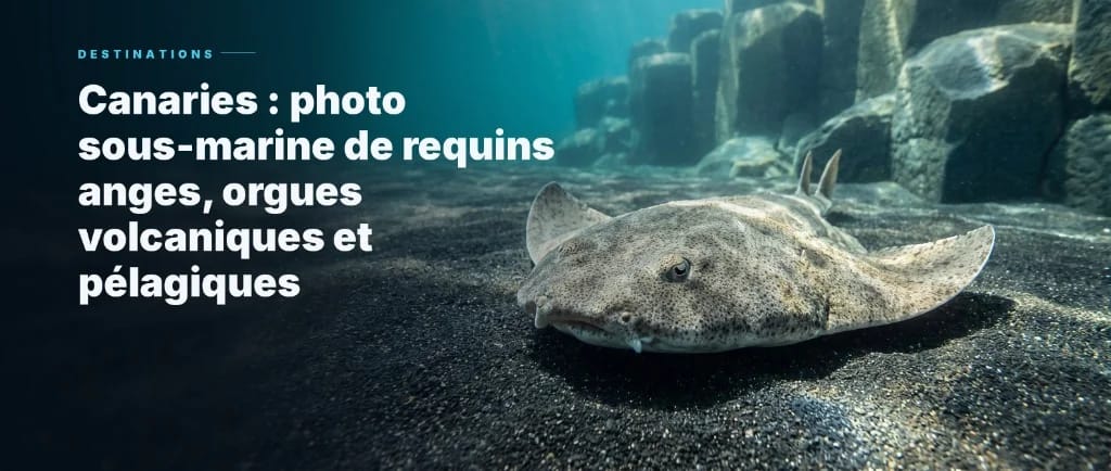 Canarische Eilanden: Onderwaterfotografie van Zee-engelen, Basaltzuilen en Pelagische Soorten