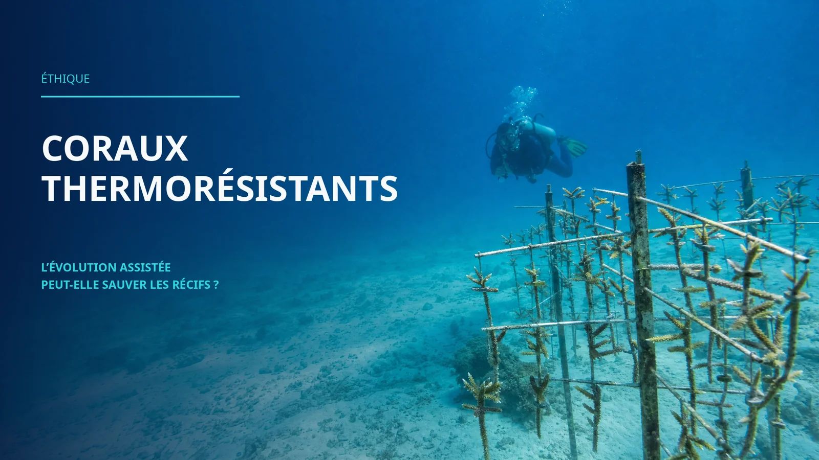 Coraux thermoresistants : l'evolution assistee peut-elle sauver les recifs ?