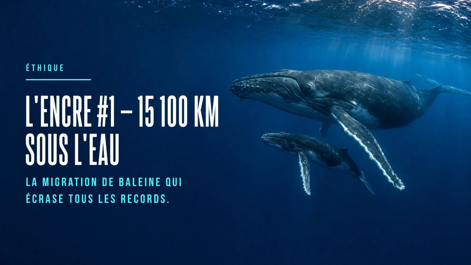 L'Encre #1 - 15 100 km sous l'eau : la migration de baleine qui écrase tous les records.