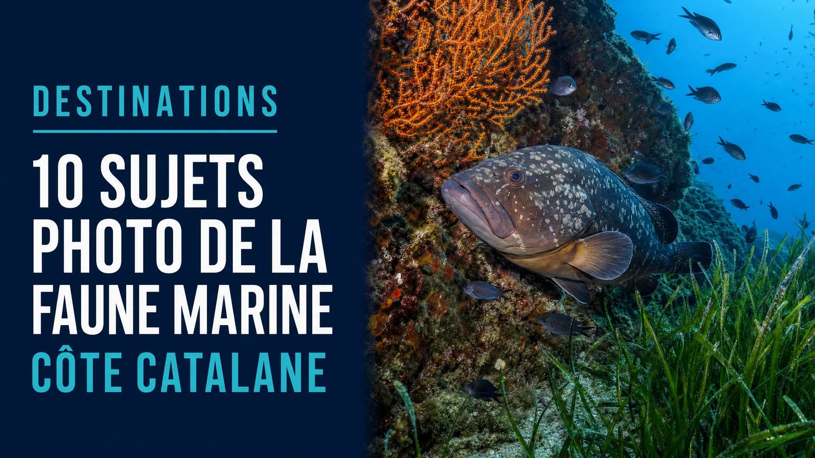 10 sujets photo de la faune marine, côte catalane