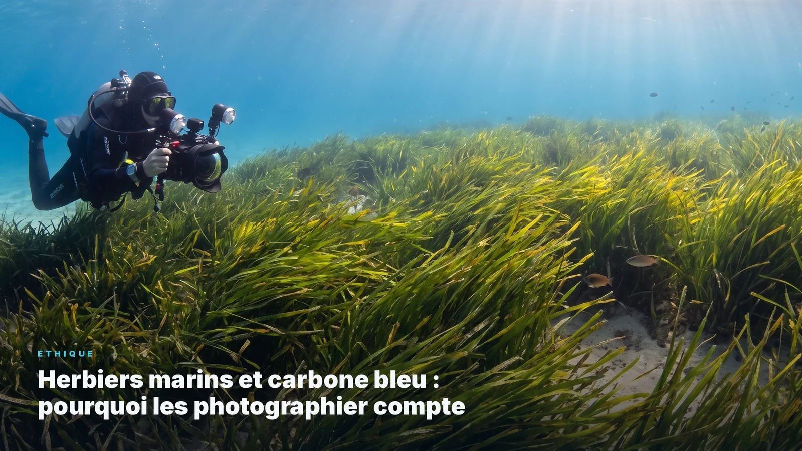 Marine algae and blue carbon: why it's worth photographing