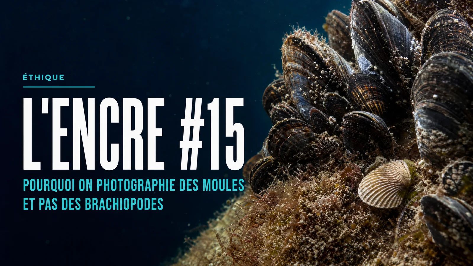 L'Encre #15 - Pourquoi on photographie des moules et pas des brachiopodes