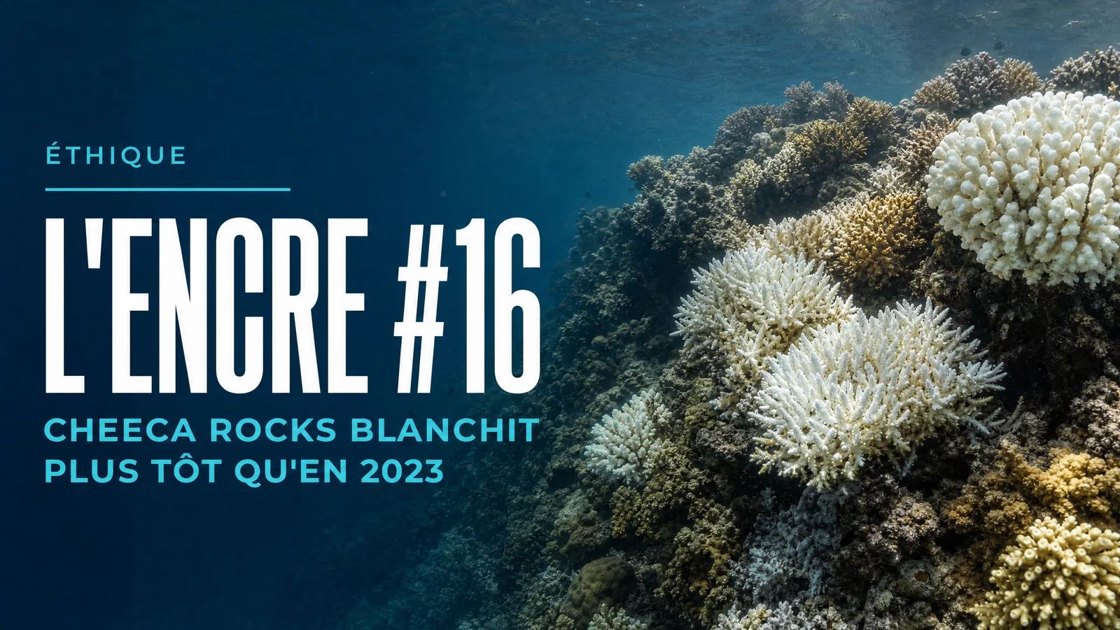 De Inkt #16 - Cheeca Rocks blekt vroeger dan in 2023