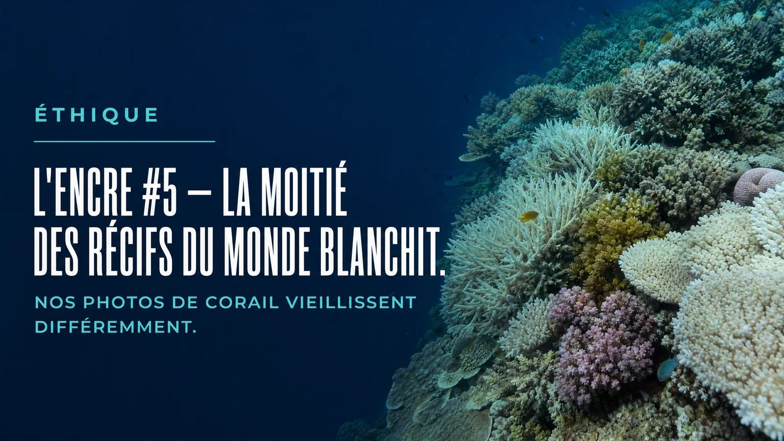 The Ink #5 - Half the World's Reefs Are Bleaching. Our Coral Photos Age Differently Now.