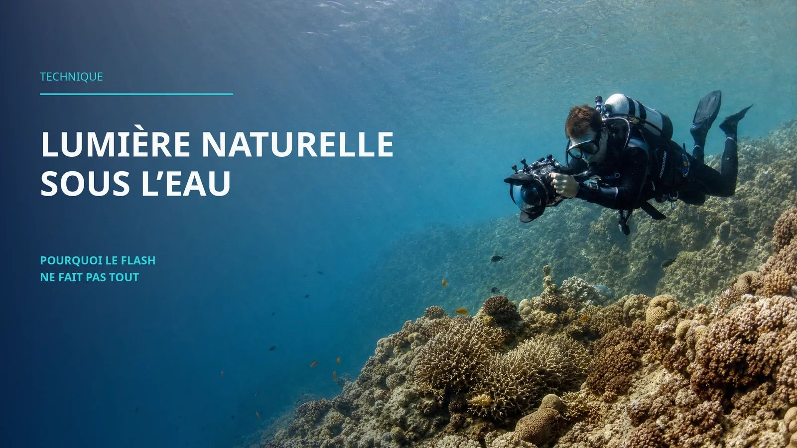 Maîtriser la Lumière Naturelle Sous-Marine : Pourquoi le Flash Tue Vos Images (Et Ce Que Font les Pros à la Place)