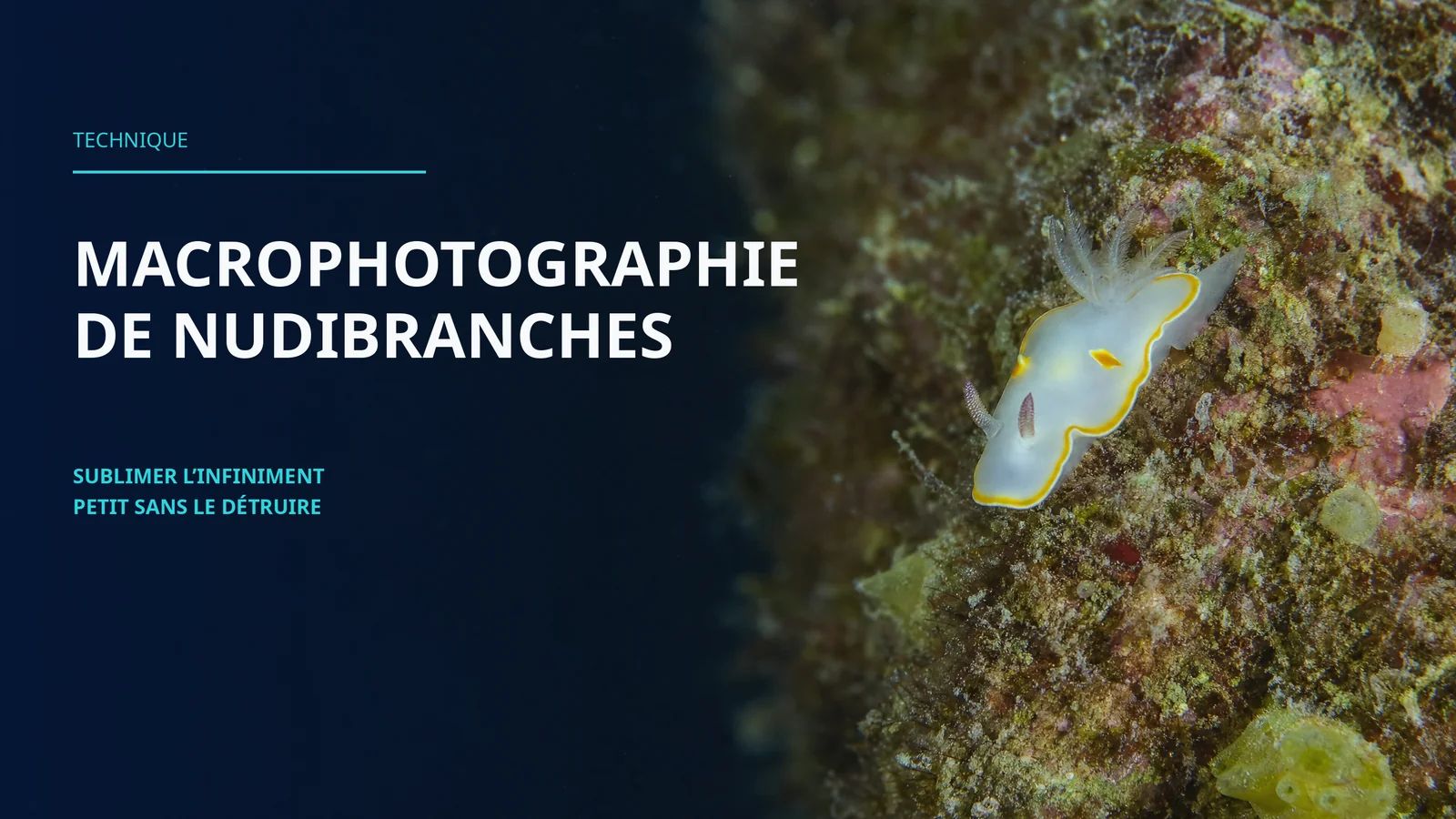 Macro Photographie de Nudibranches : L'Art de Sublimer l'Infiniment Petit Sans le Détruire