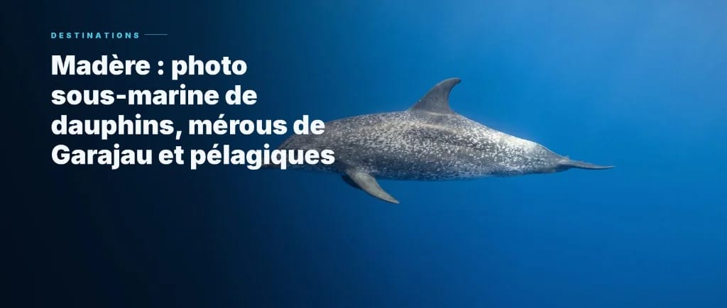 Madeira: Onderwaterfotografie van Dolfijnen, Garajau-tandbaarzen en Pelagische Soorten