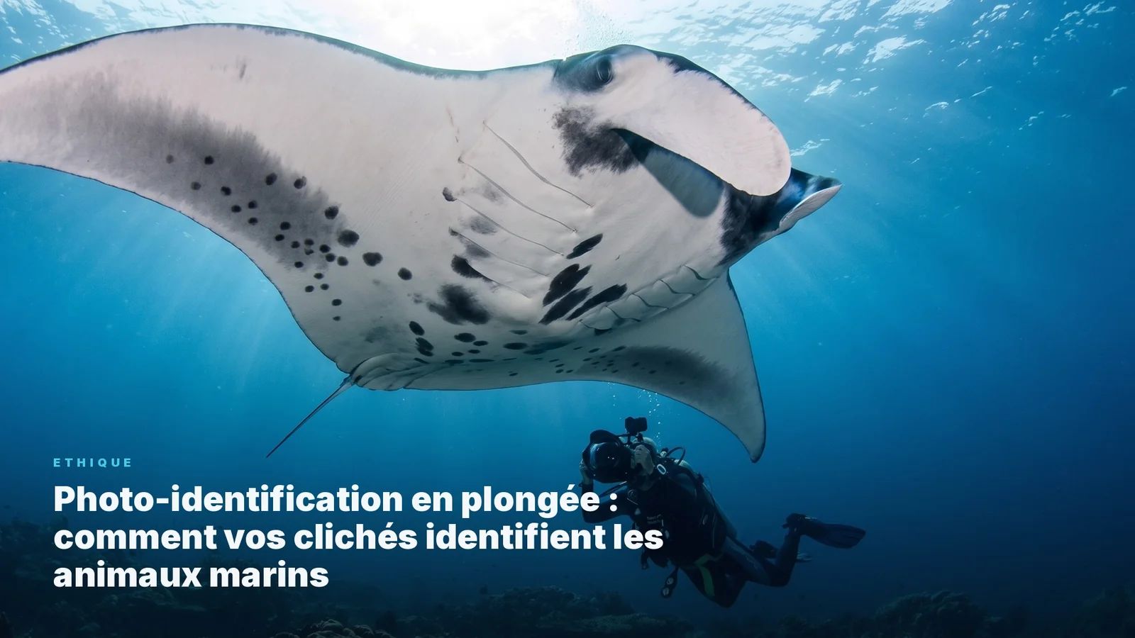 Underwater Photo-Identification: How Your Photos Help Identify Marine Animals.