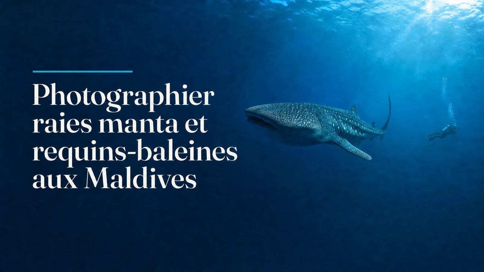 Photographing manta rays and whale sharks in the Maldives