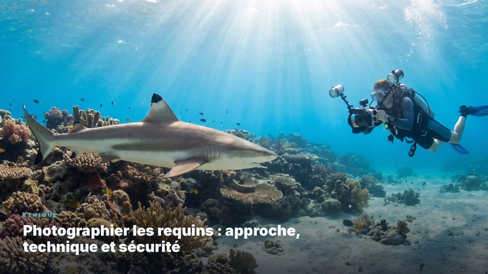 Photographing sharks: approach, technique, and safety