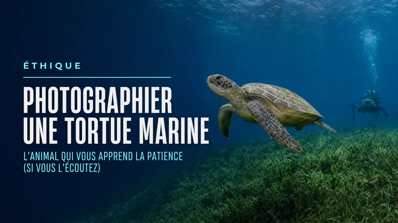 Photographier une tortue marine : l'animal qui vous apprend la patience (si vous l'écoutez)