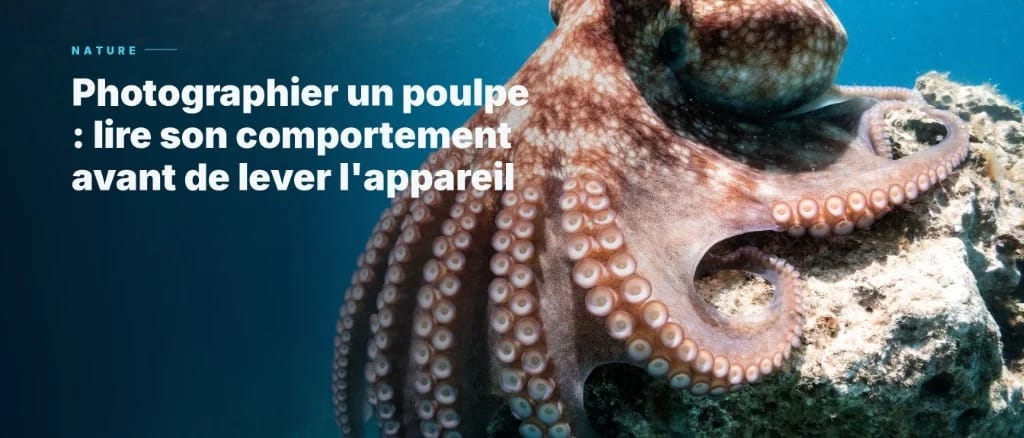 Photographing an Octopus: Understand its behavior before taking pictures.