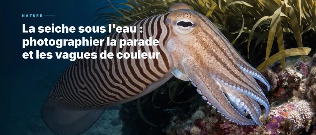 Underwater cuttlefish: Photographing the mating ritual and colorful displays.