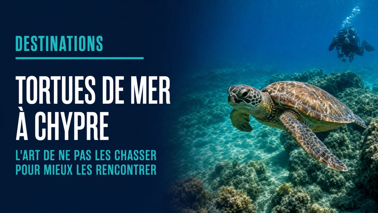 Sea Turtles in Cyprus: How Not Chasing Them Changes Everything