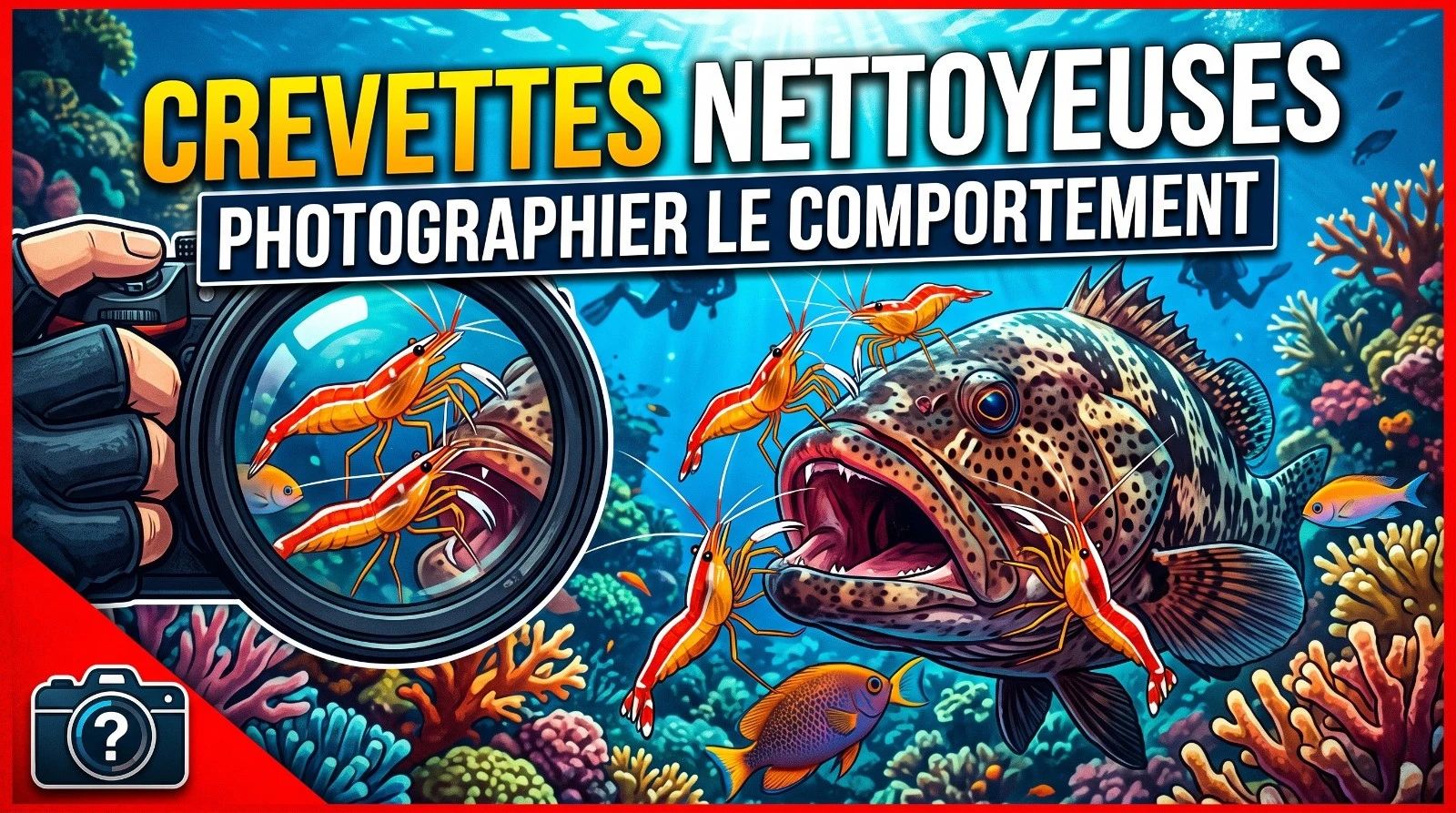 Cleaner Shrimp: Photographing Behaviour Up Close