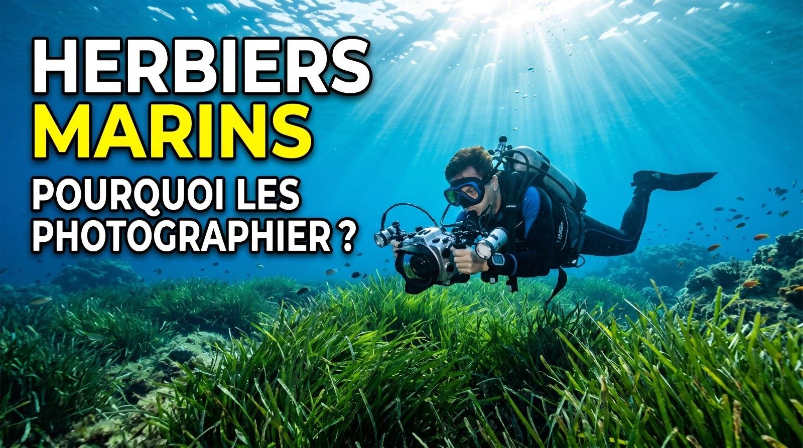 Marine algae and blue carbon: why it's worth photographing