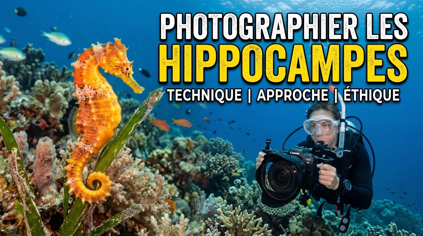 Photographing Seahorses: Technique, Approach and Ethics
