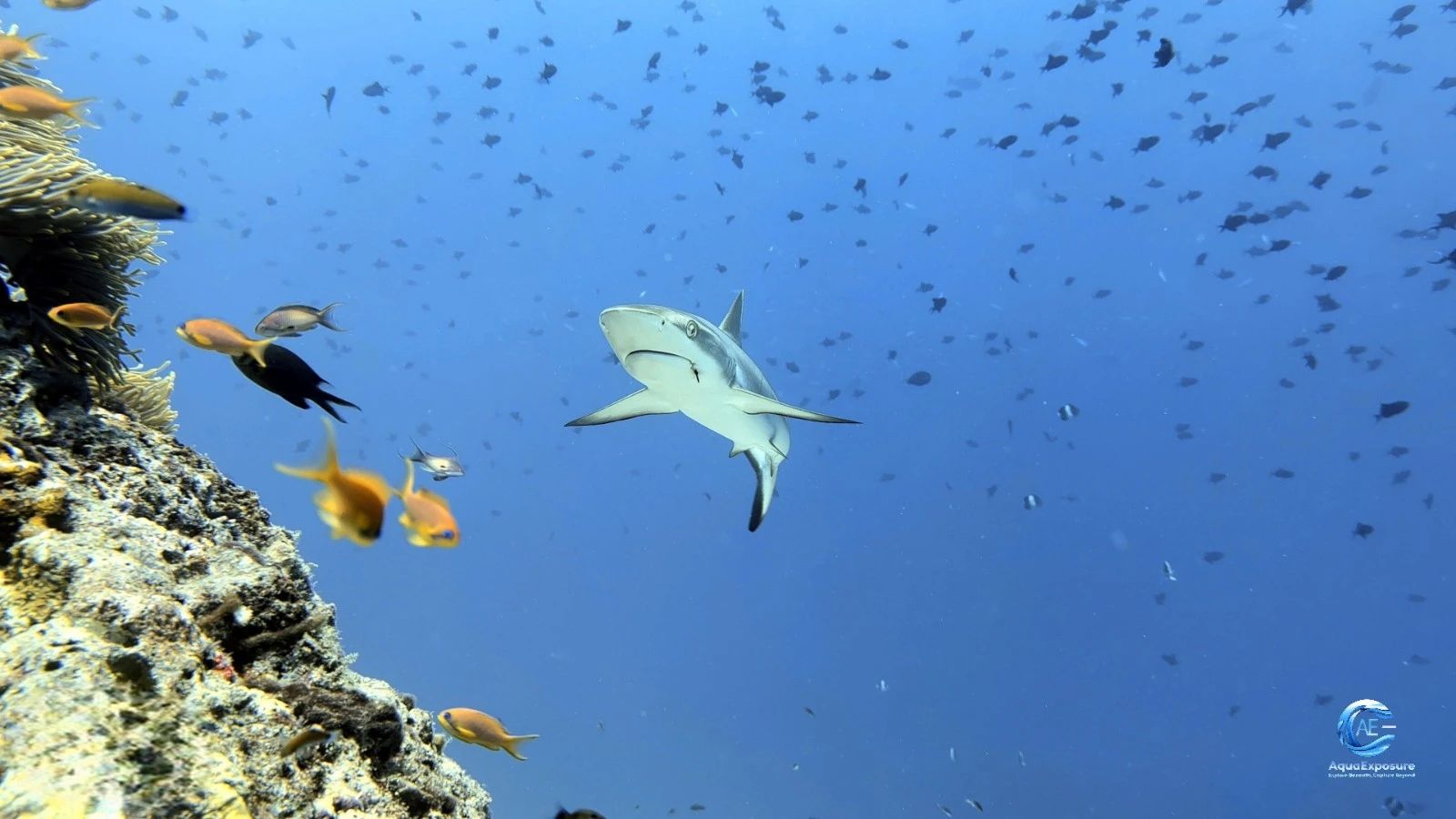 Le Photographe Sous-Marin comme Ambassadeur du Vivant : Comment Vos Images Changent le Monde