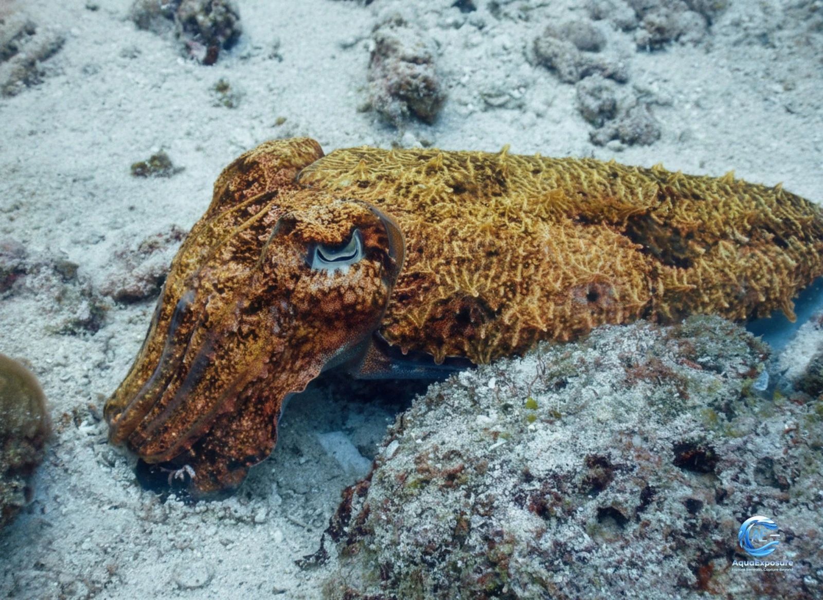 What Underwater Camera Should I Use in 2026?