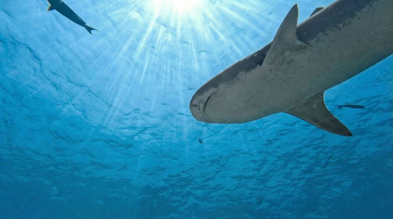 Underwater Photography Settings: What I Adjust Before Every Dive (And Why)
