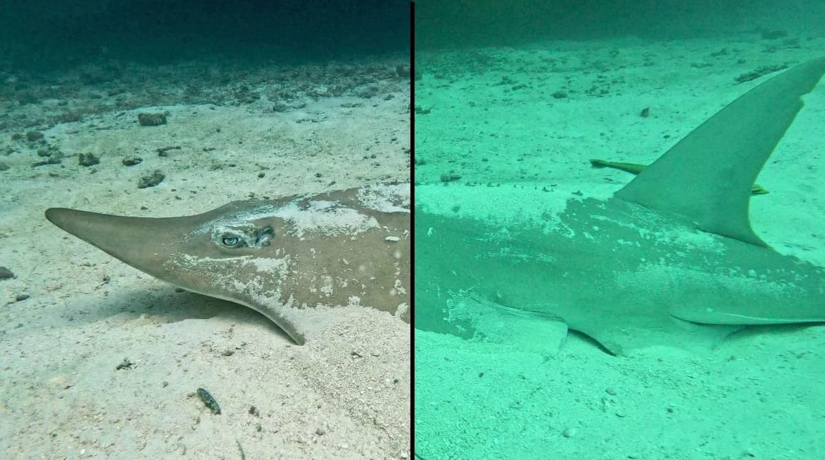 Underwater Photography in Low Visibility: The No-Flash Method