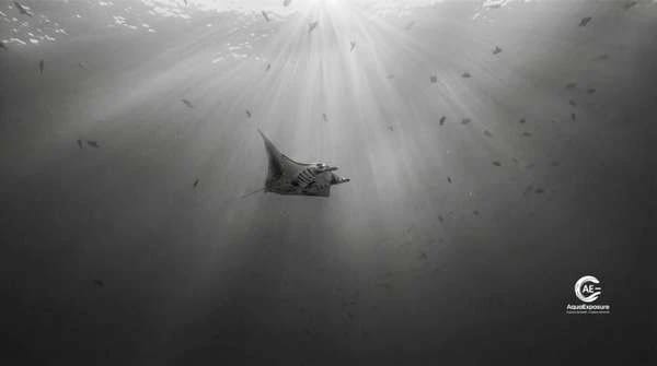 Underwater photography training