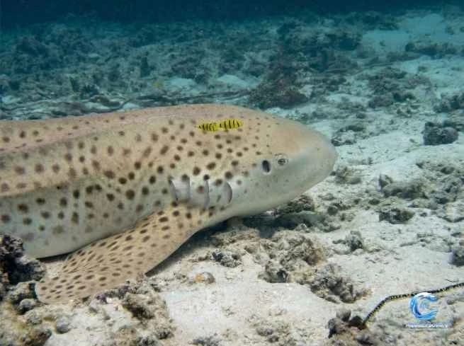 Ethical underwater approach