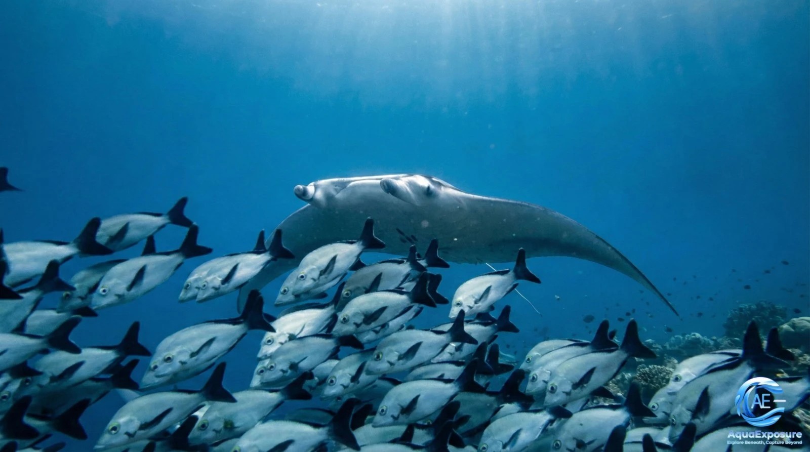 Vol majestueux de Raie Manta — formation photo sous-marine AquaExposure