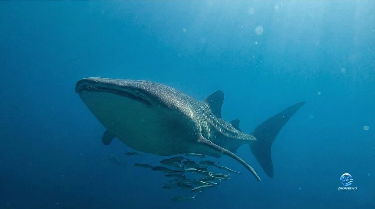Requin baleine aux Seychelles — formation photo sous-marine AquaExposure
