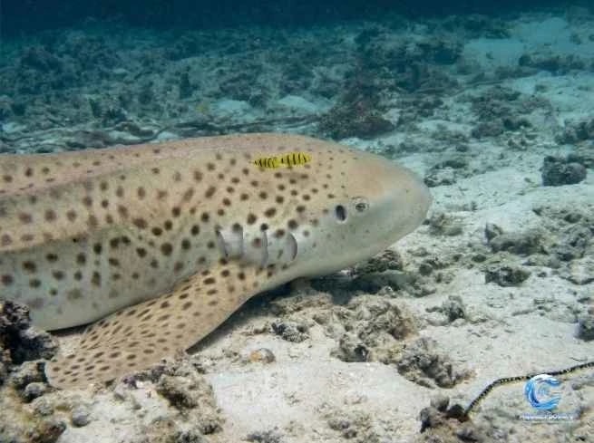 Requin léopard sur le sable — formation photo sous-marine AquaExposure