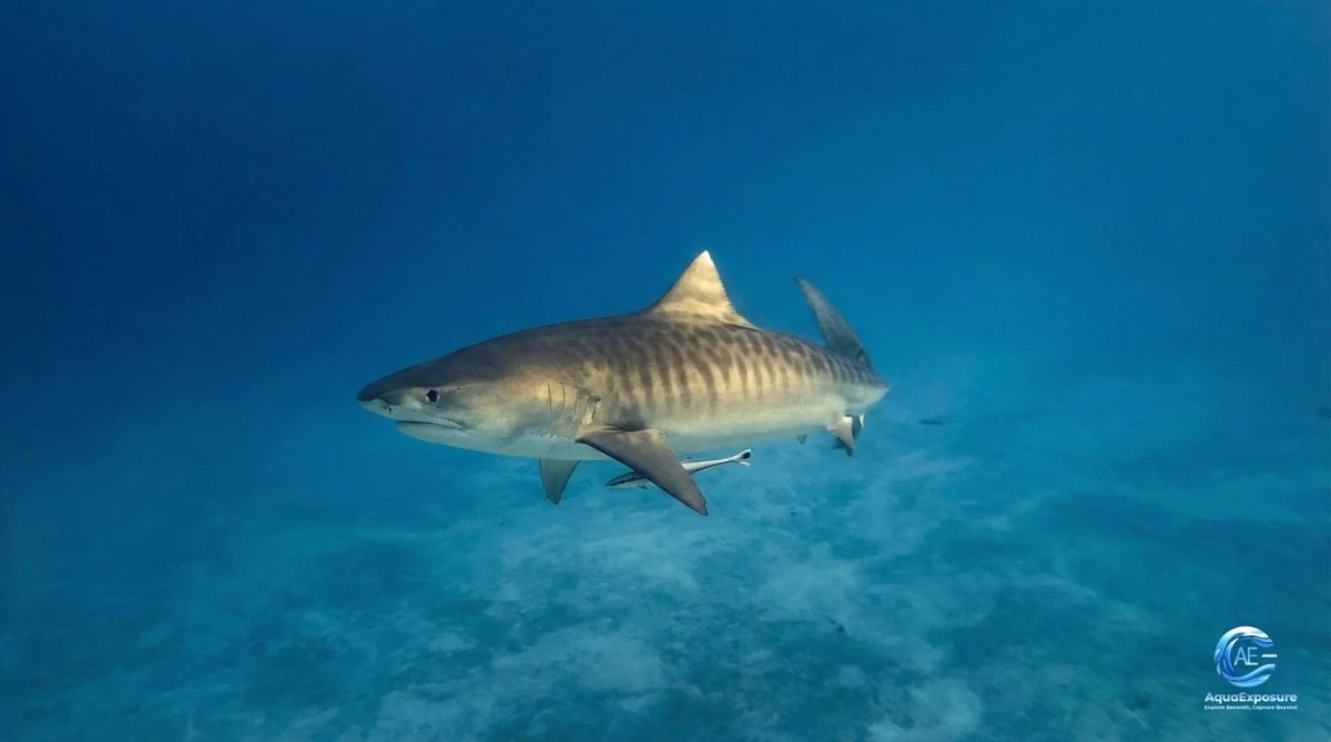 Requin tigre aux Maldives — formation photo sous-marine AquaExposure