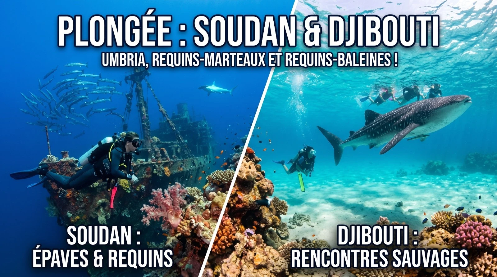 Au-delà de l'Égypte : Soudan et Djibouti, la mer Rouge sauvage